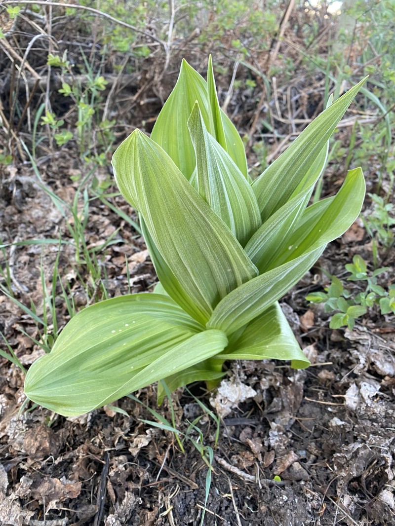 Veratrum californicum var. caudatum photo 4