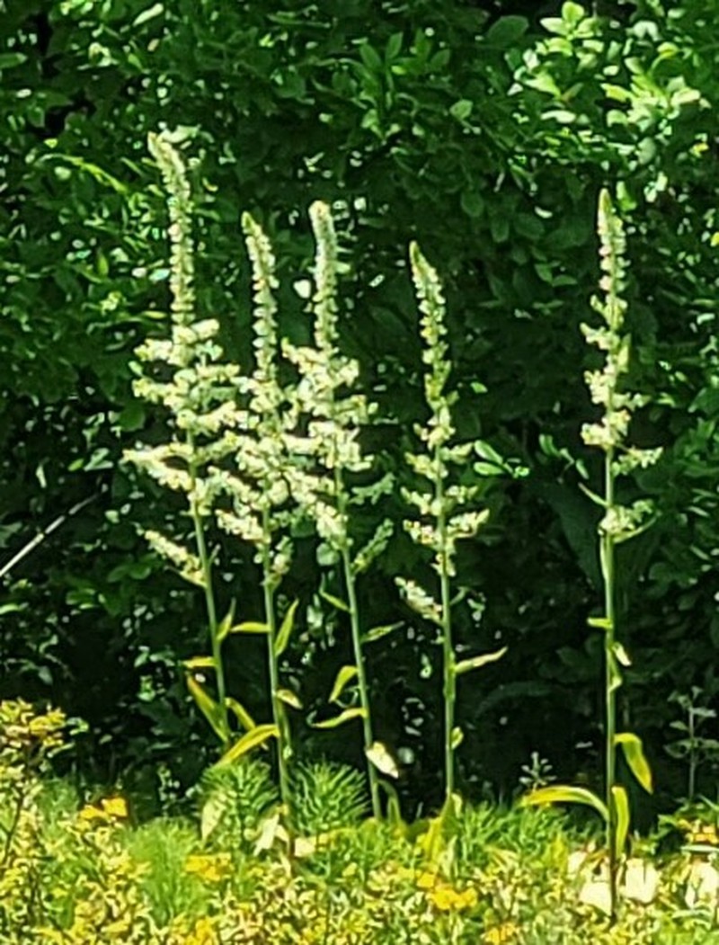 Veratrum californicum var. caudatum photo 5