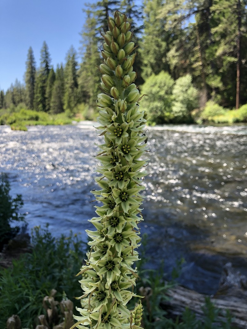 Veratrum californicum var. caudatum photo 6