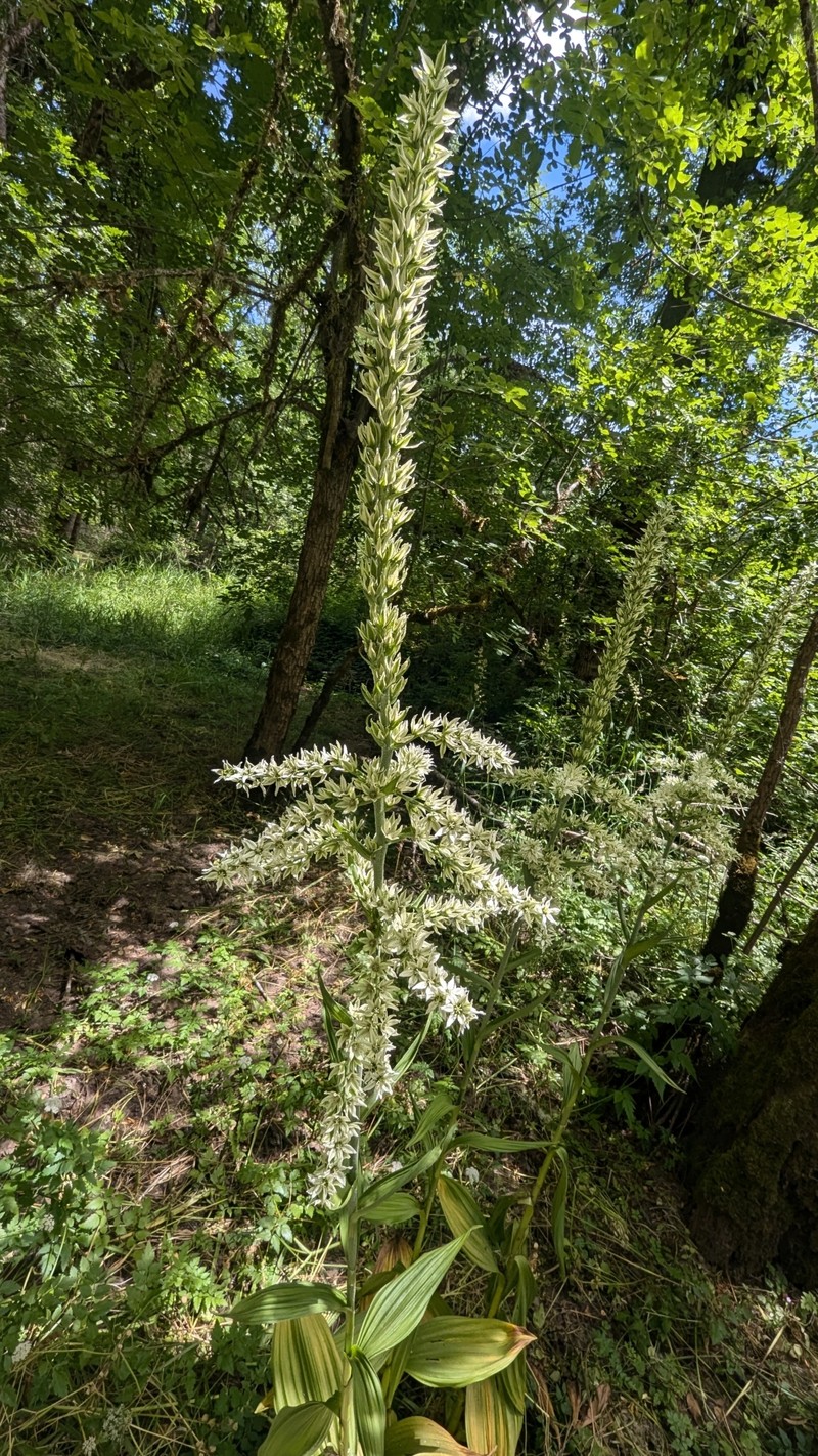 Veratrum californicum var. caudatum photo 7
