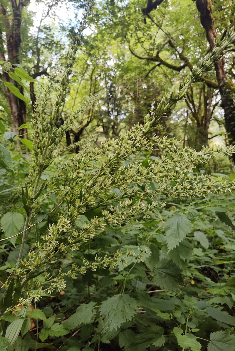 Veratrum californicum var. caudatum photo 8