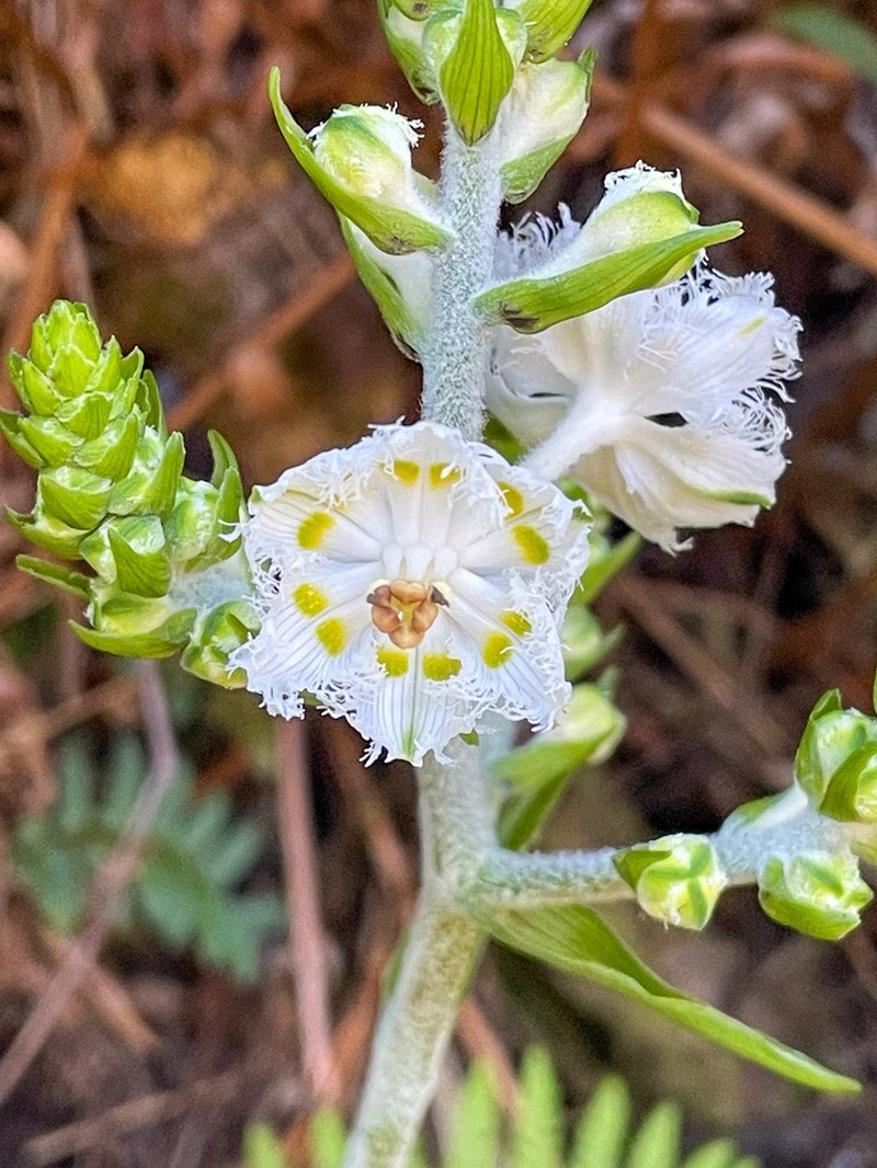 Fringed False Hellebore photo 4