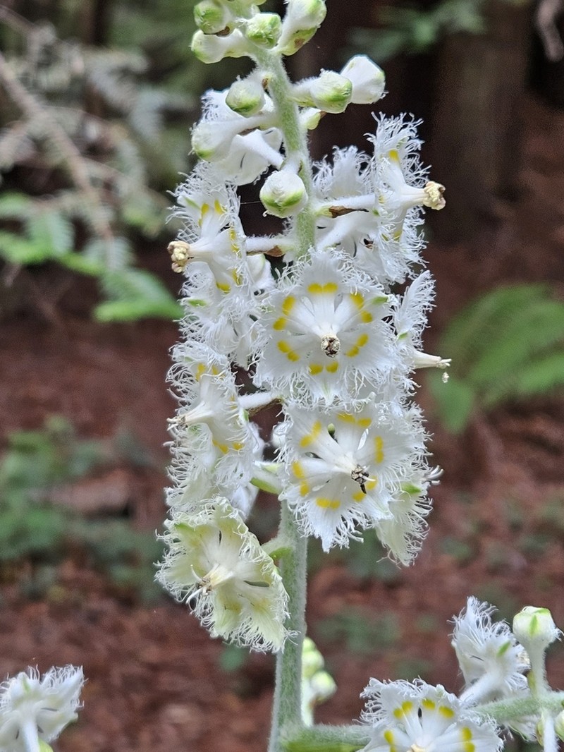 Fringed False Hellebore photo 5