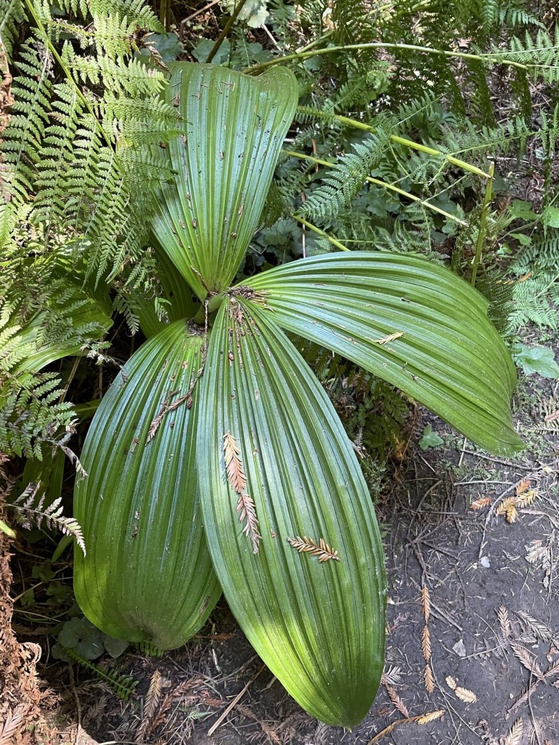 Fringed False Hellebore photo 6