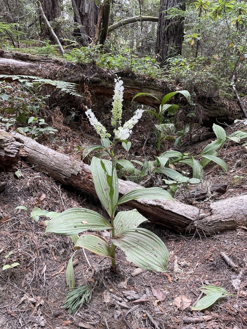 Fringed False Hellebore photo 7