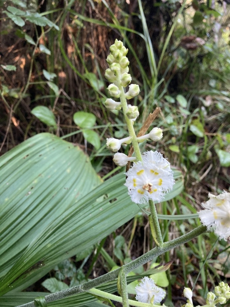 Fringed False Hellebore photo 8
