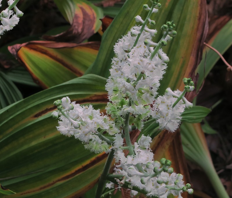 Fringed False Hellebore