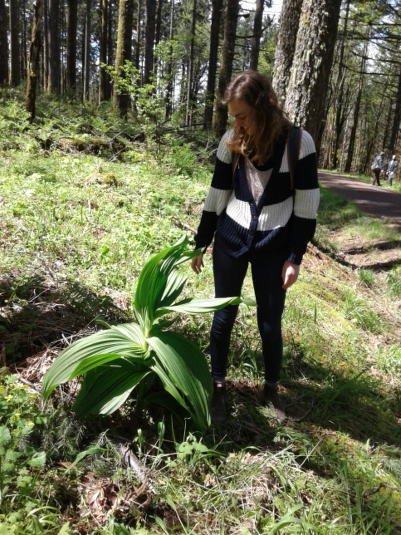 Siskiyou False Hellebore