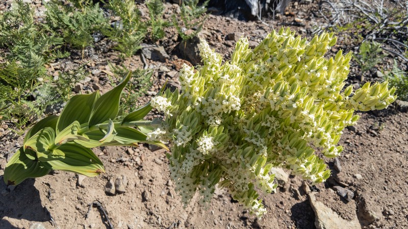 Siskiyou False Hellebore photo 2