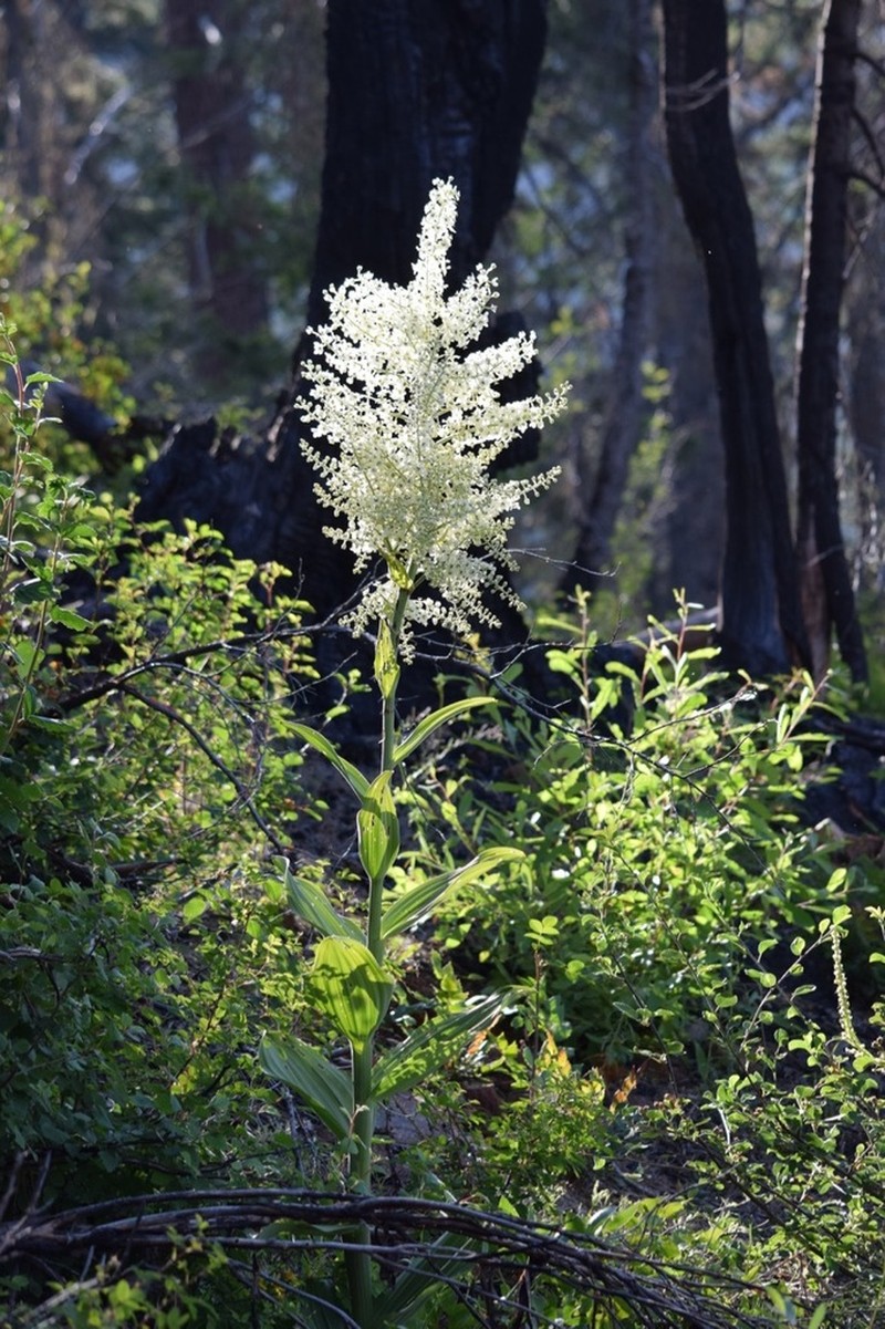 Siskiyou False Hellebore photo 3