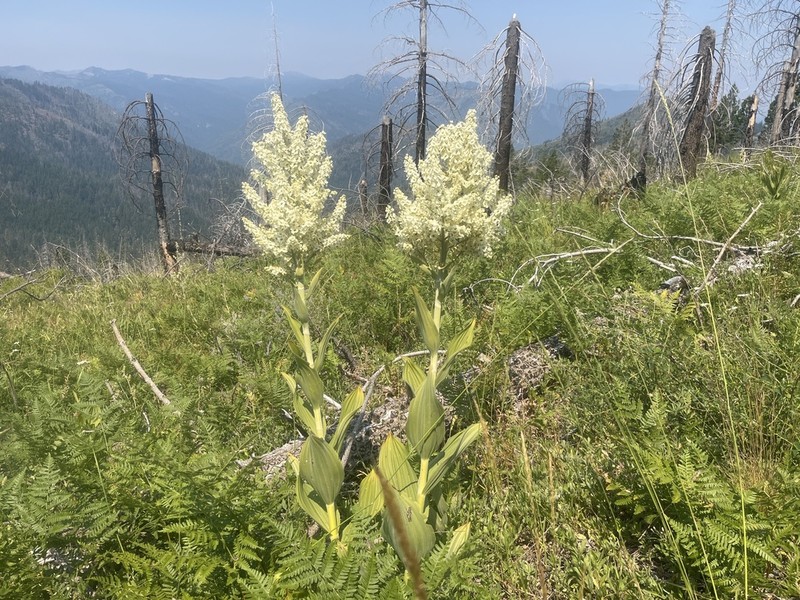 Siskiyou False Hellebore photo 4