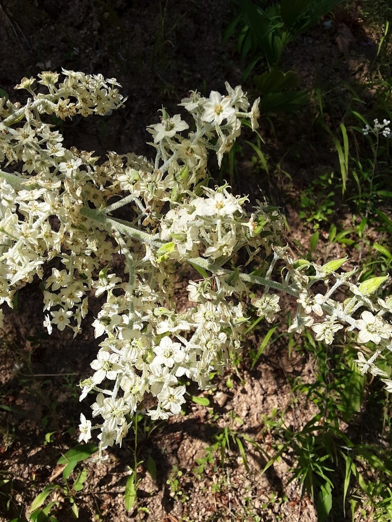 Siskiyou False Hellebore photo 5