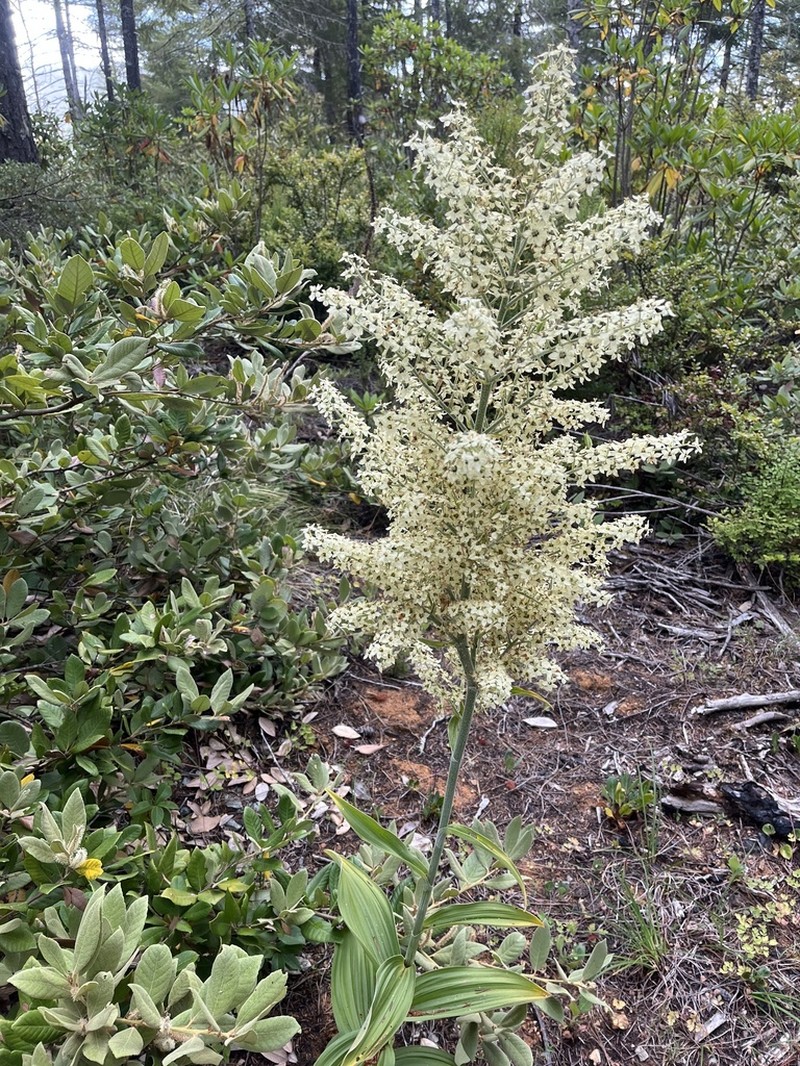 Siskiyou False Hellebore photo 6