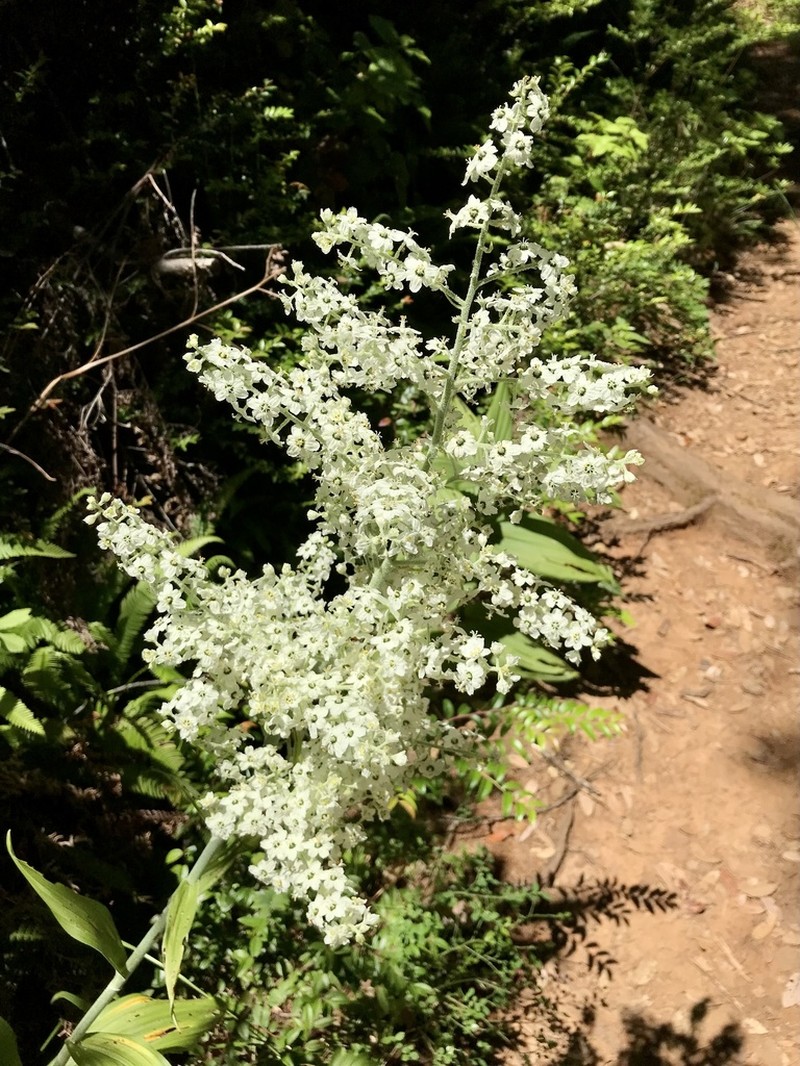 Siskiyou False Hellebore photo 8