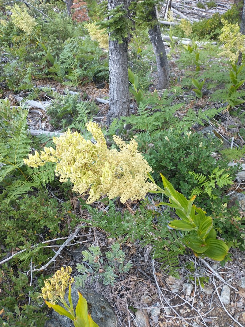 Siskiyou False Hellebore