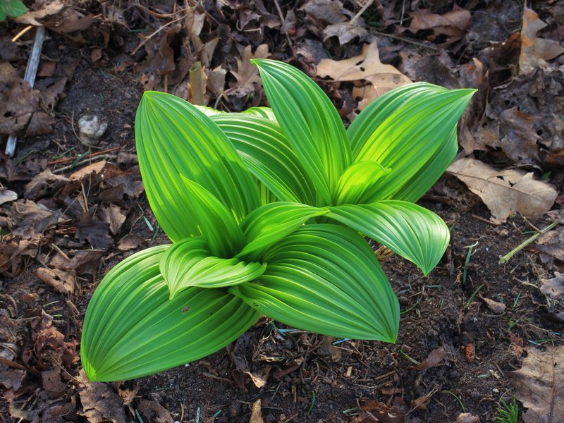 False Hellebore