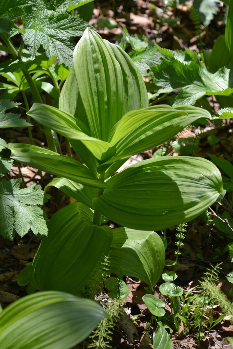 Veratrum oxysepalum