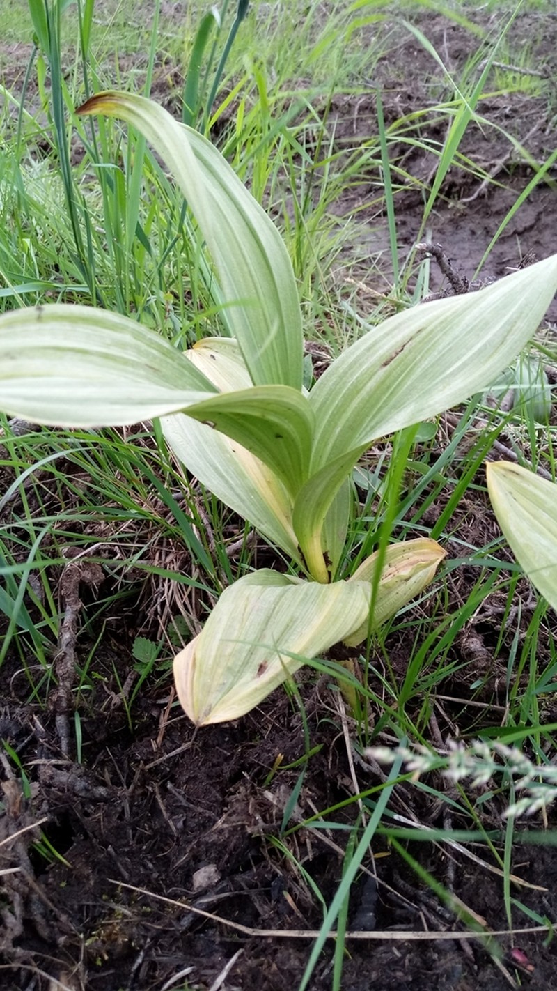 Veratrum oxysepalum photo 2