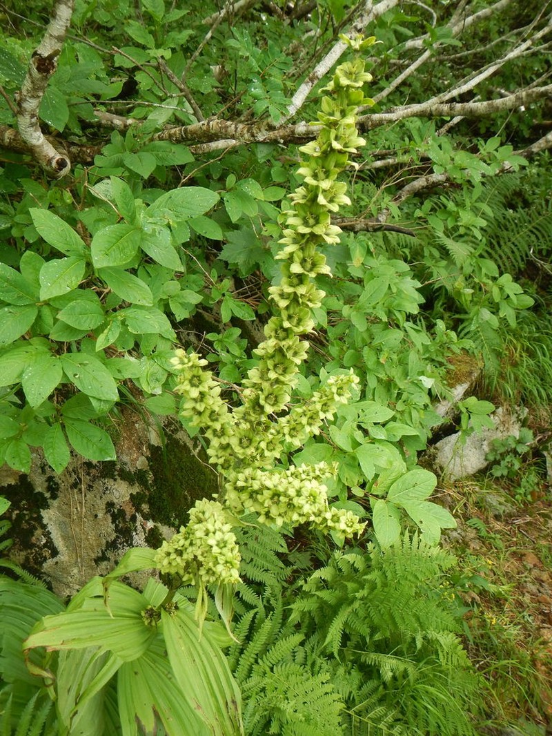 Veratrum oxysepalum photo 3