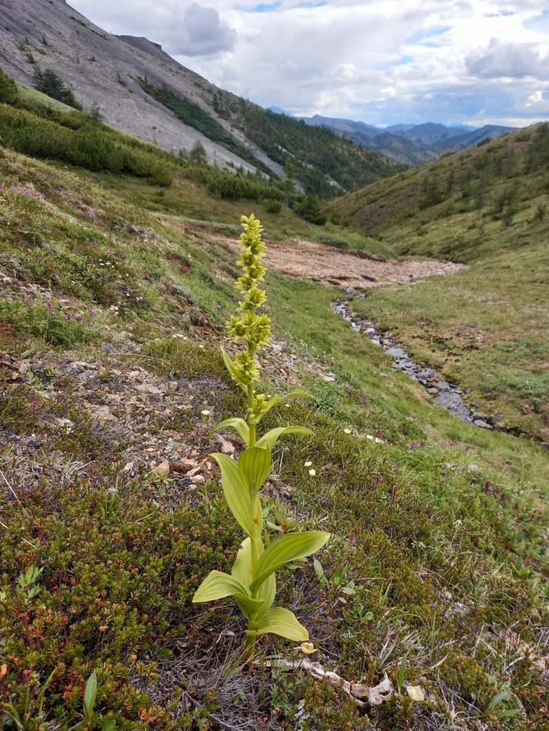 Veratrum oxysepalum photo 4