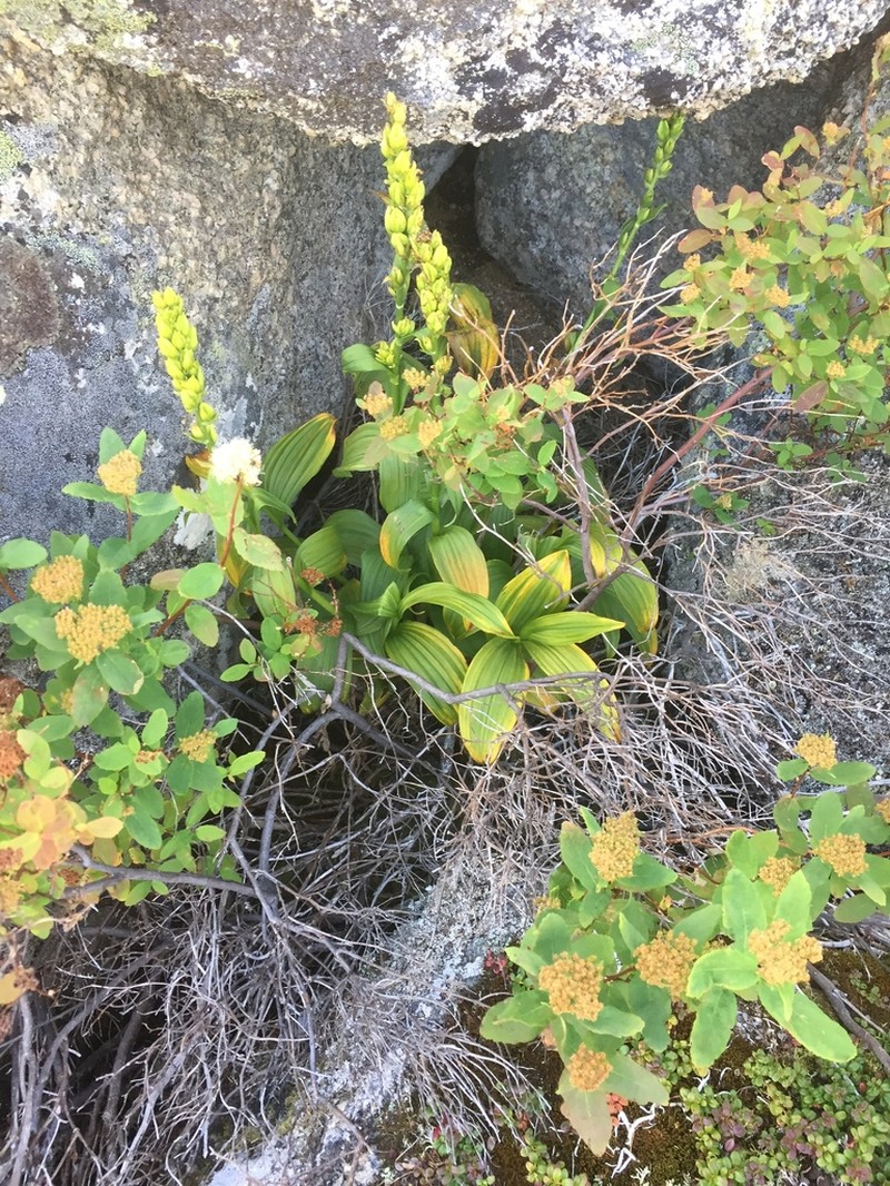 Veratrum oxysepalum photo 5