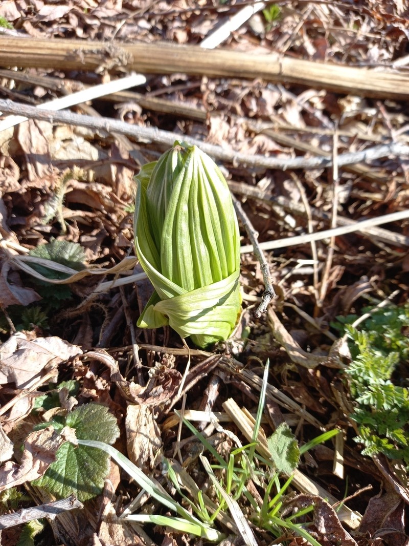 Veratrum oxysepalum photo 6
