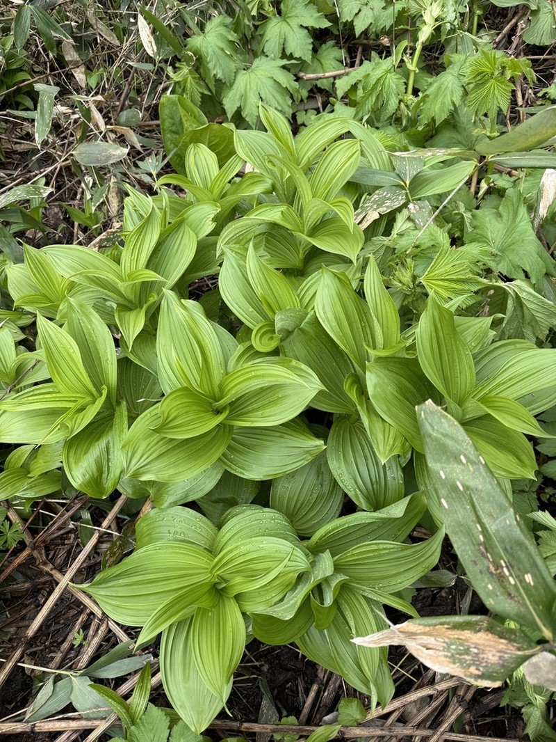 Veratrum oxysepalum photo 7