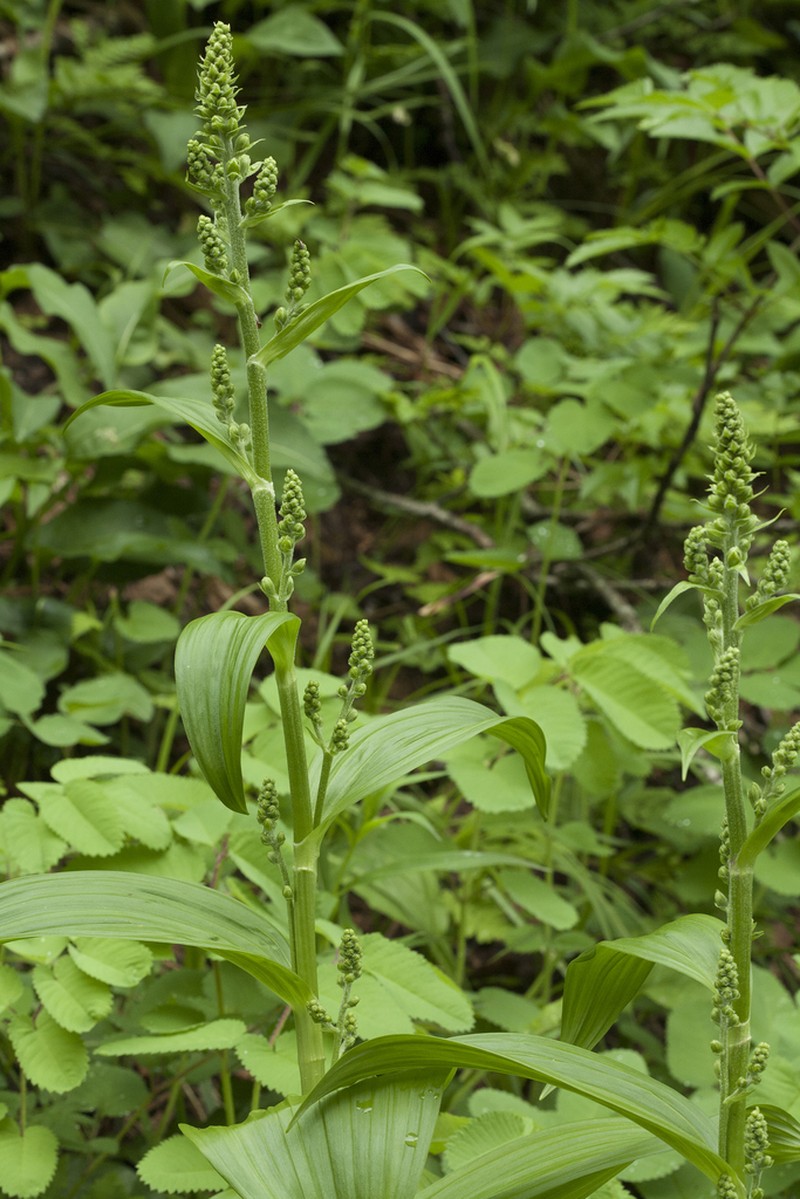 Veratrum oxysepalum photo 8