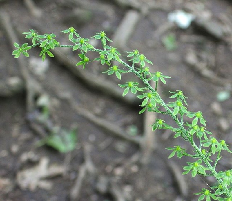 Appalachian Bunchflower photo 2