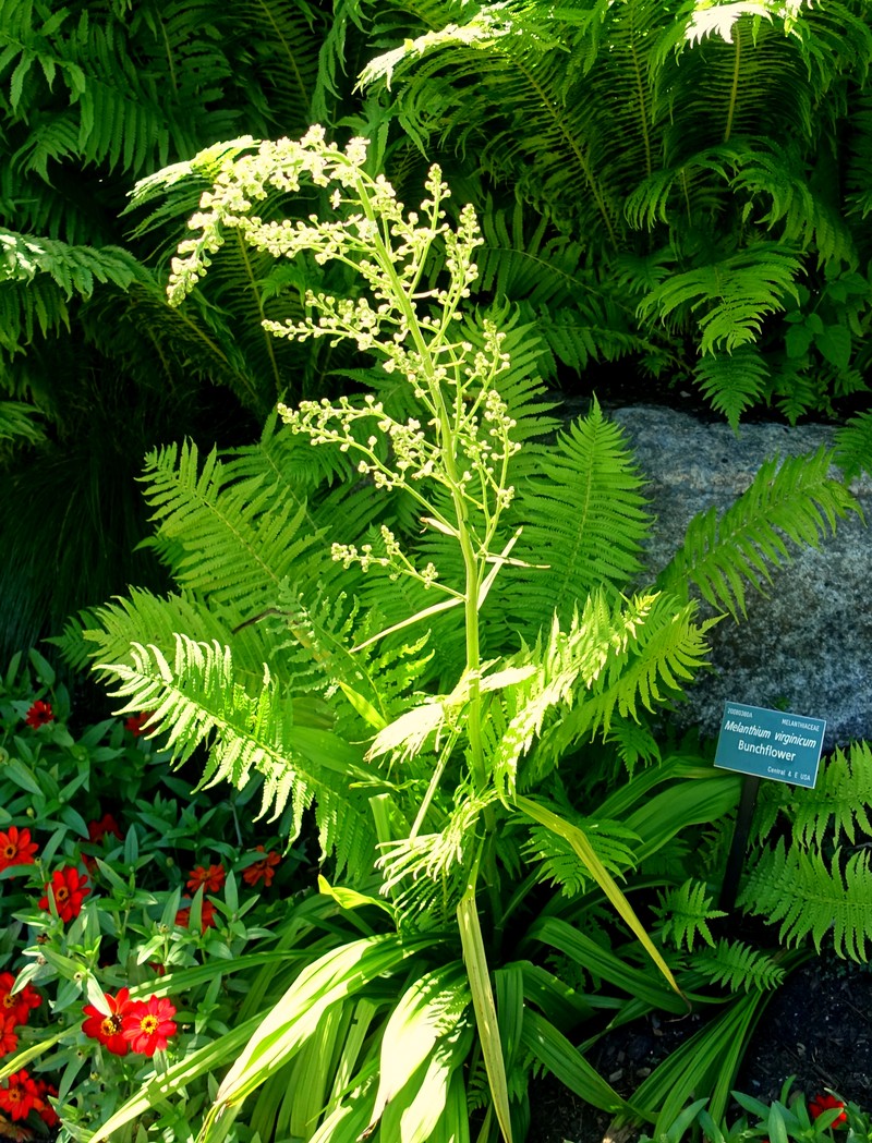 Virginia Bunchflower photo 3