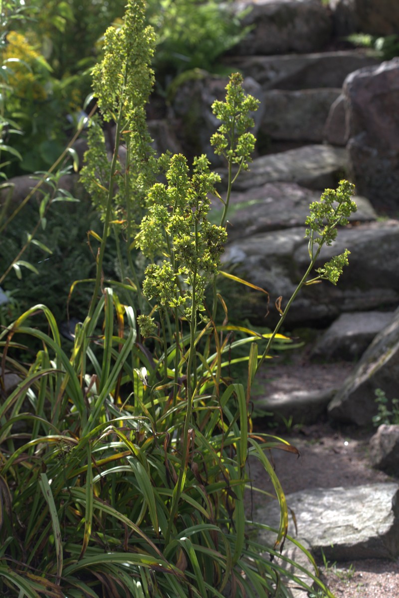 Virginia Bunchflower photo 5