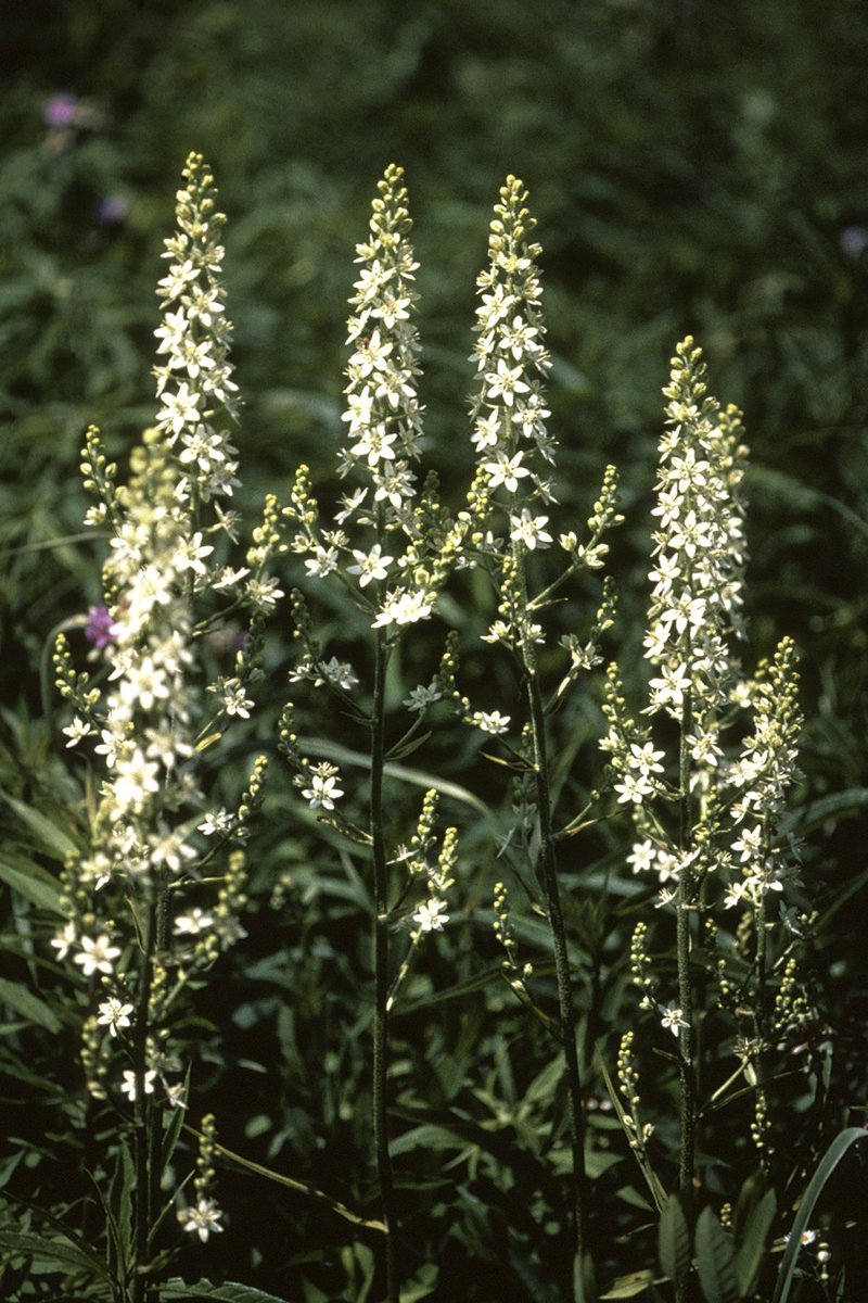 Virginia Bunchflower photo 6