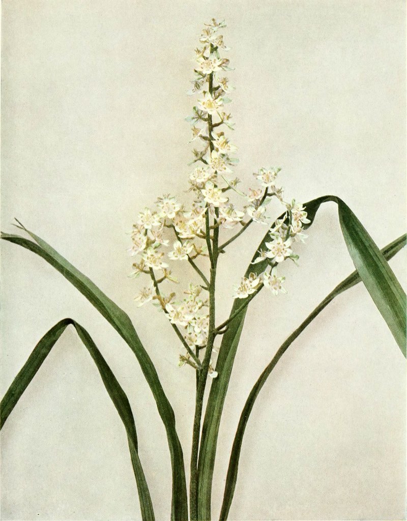 Virginia Bunchflower photo 7