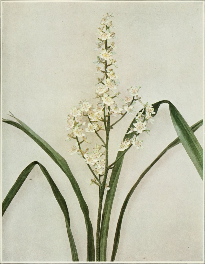 Virginia Bunchflower photo 8