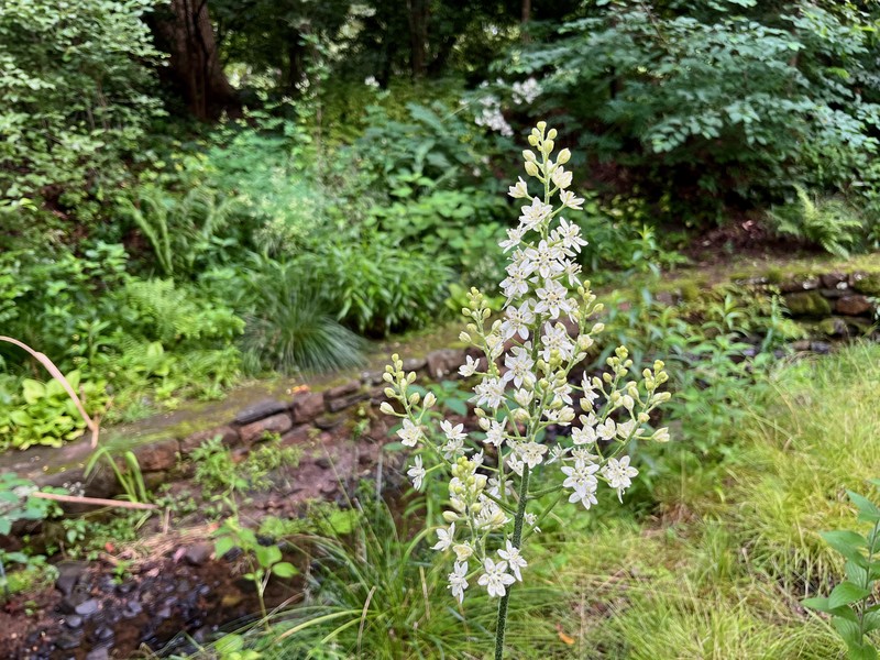 Virginia Bunchflower photo 2
