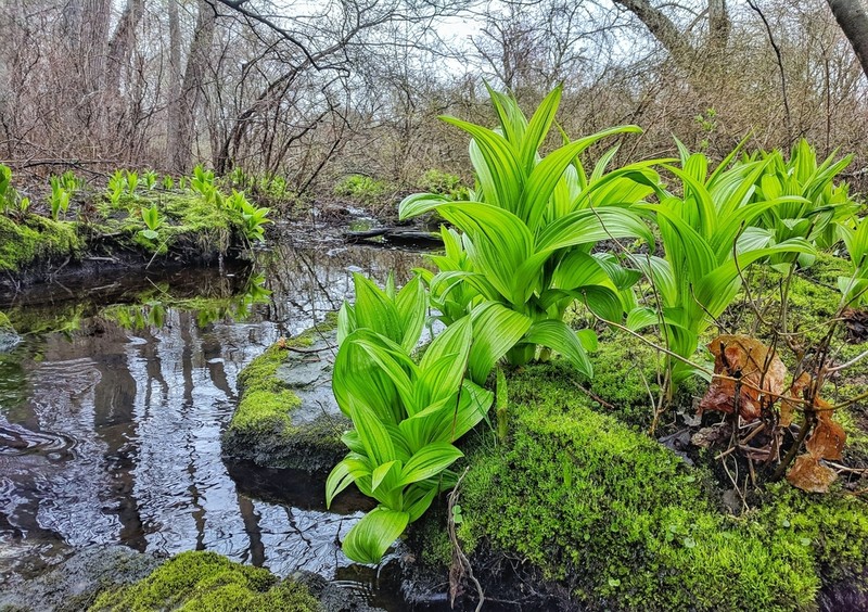 Green False Hellebore photo 3