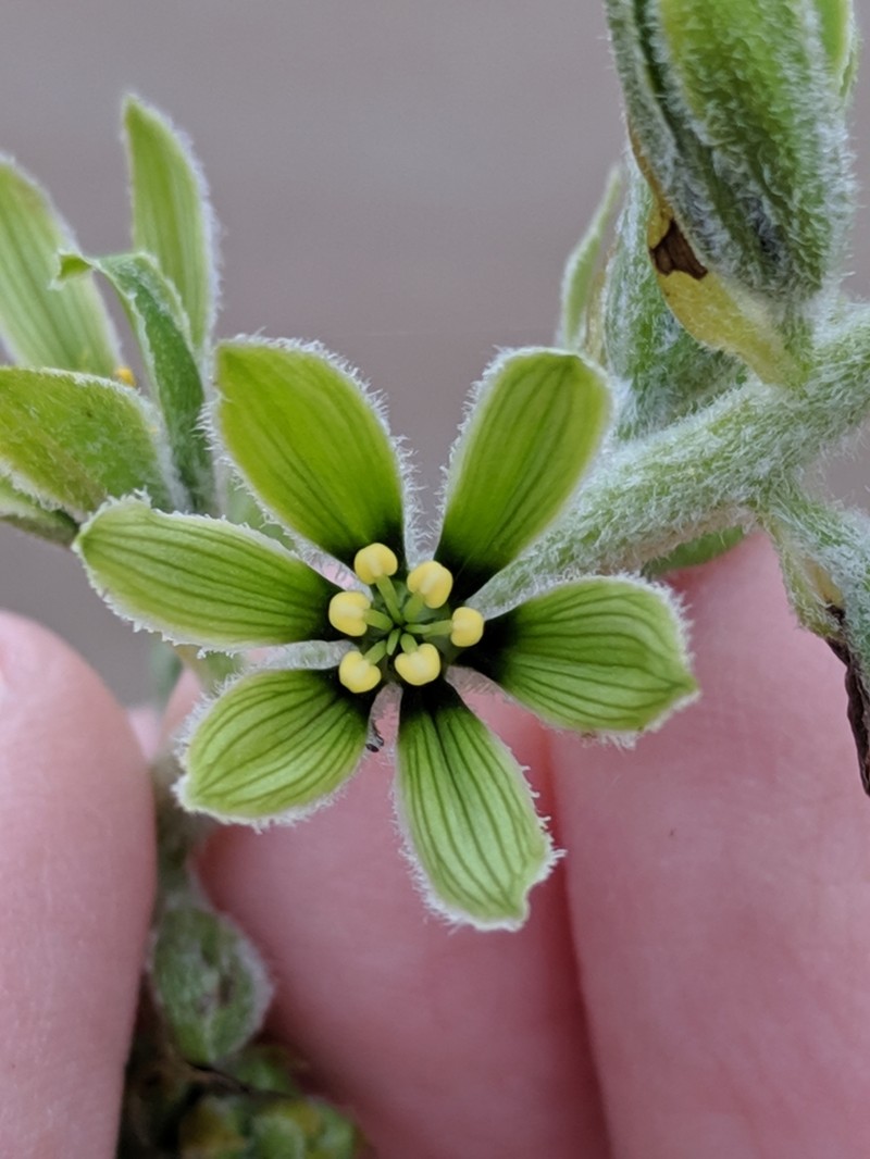 Green False Hellebore photo 4