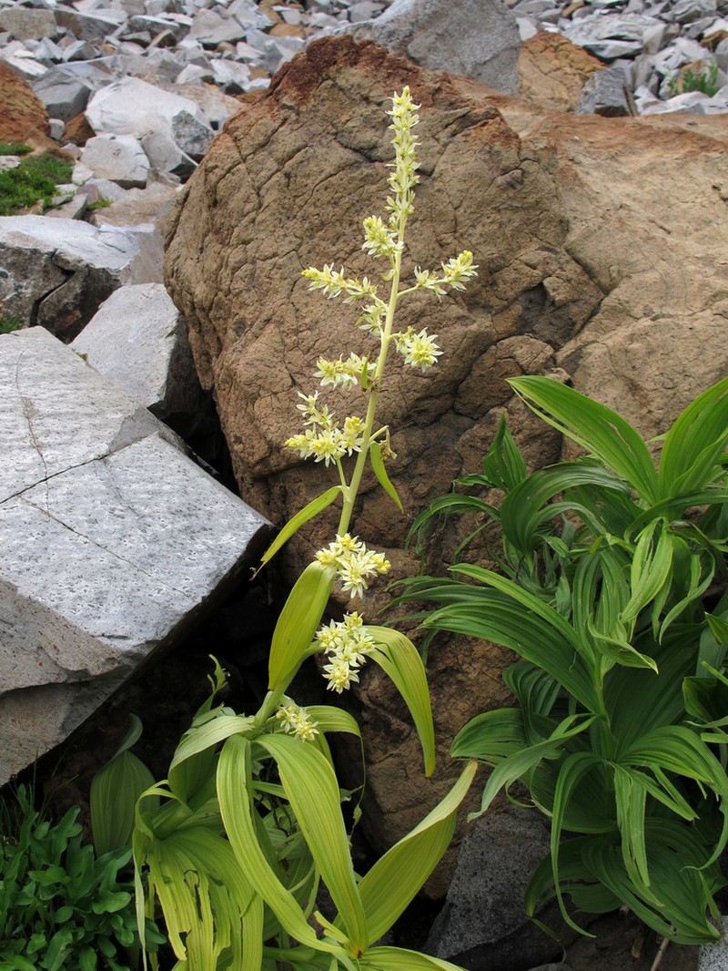 Green False Hellebore photo 5