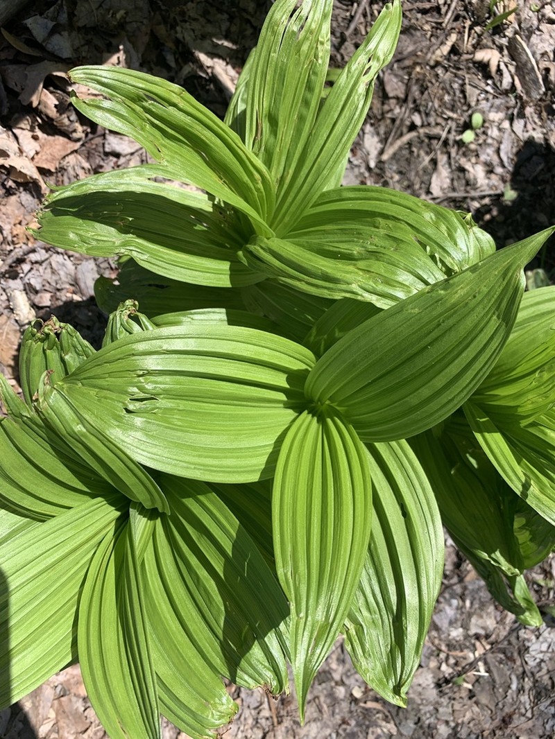 Green False Hellebore photo 6