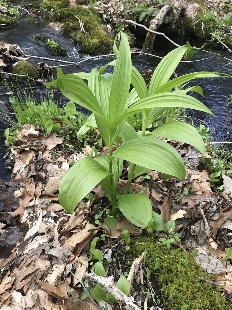Green False Hellebore photo 7