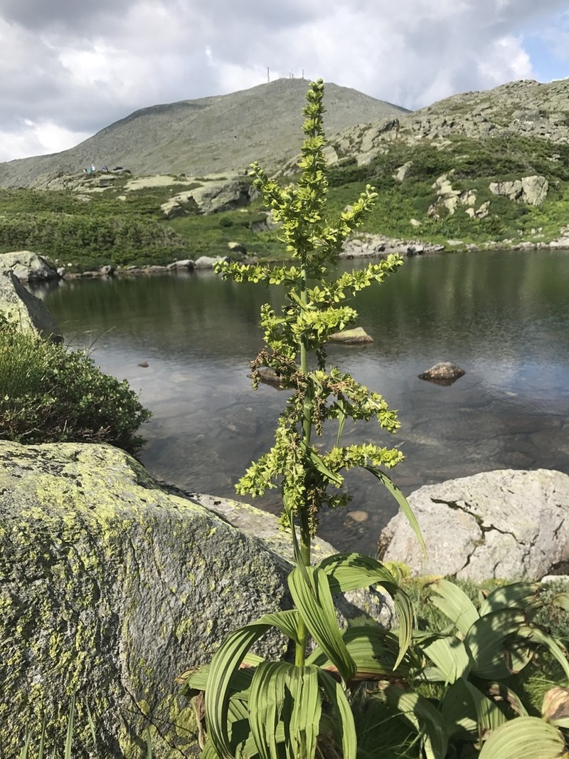 Green False Hellebore photo 8