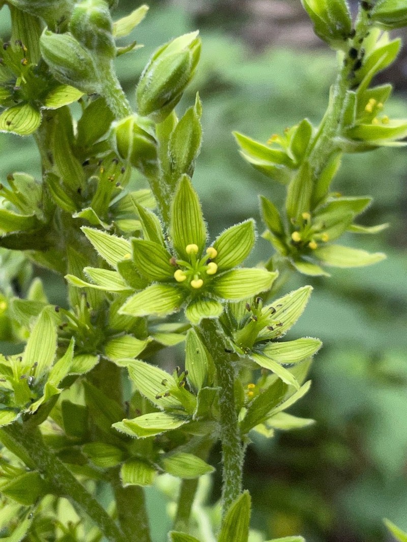 Green False Hellebore photo 9