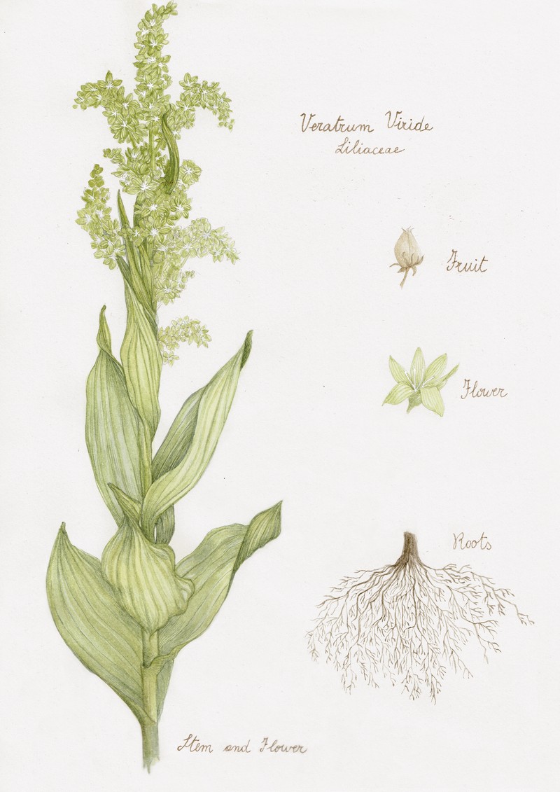 Green False Hellebore photo 2