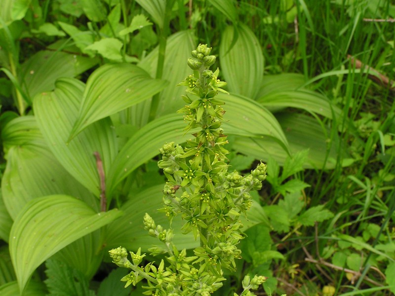 Green False Hellebore