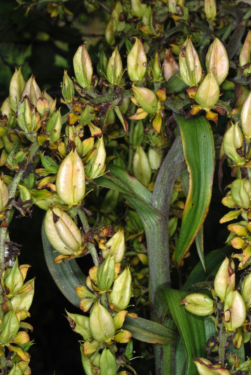 Green False Hellebore photo 3