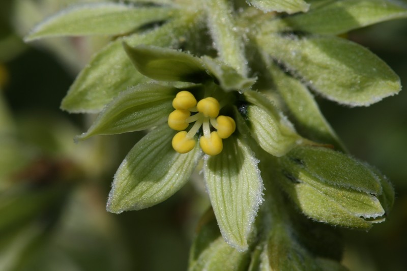 Green False Hellebore photo 5