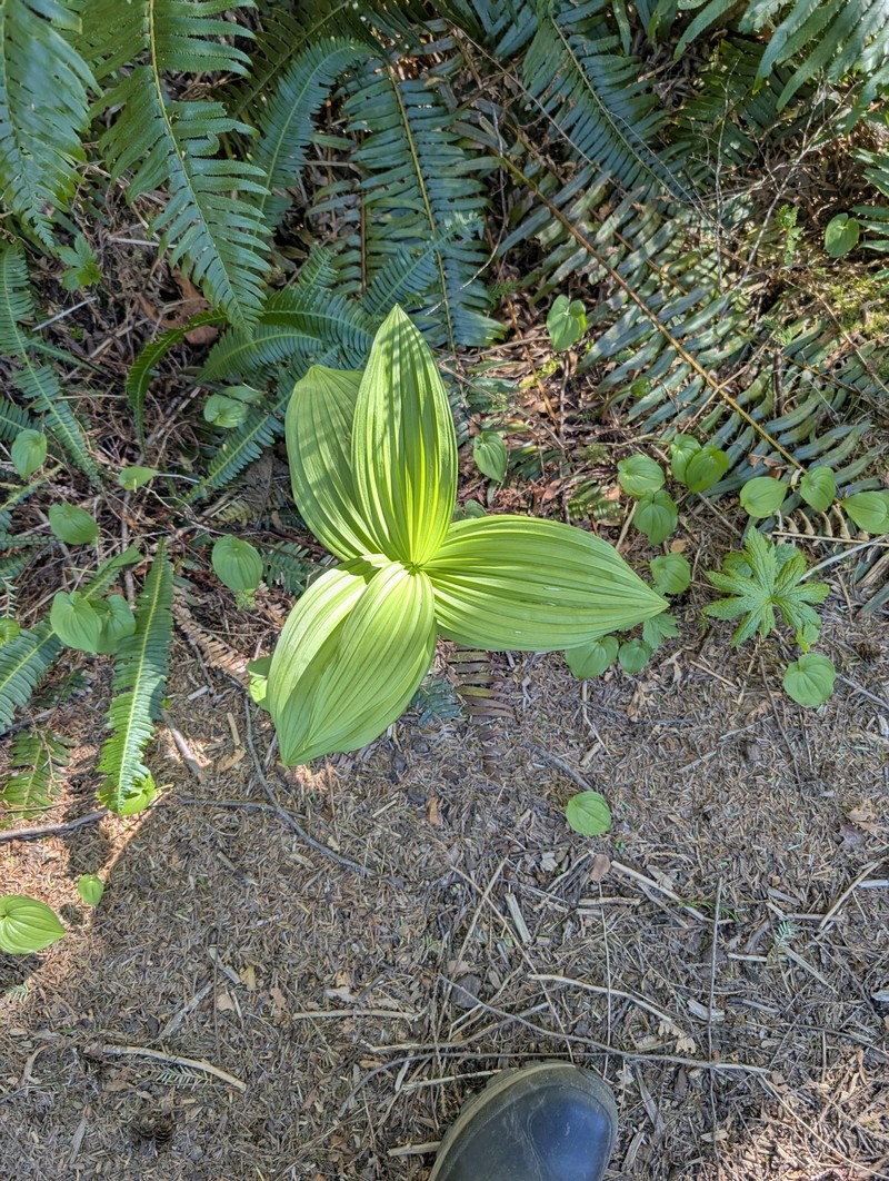 Veratrum viride var. eschscholtzianum