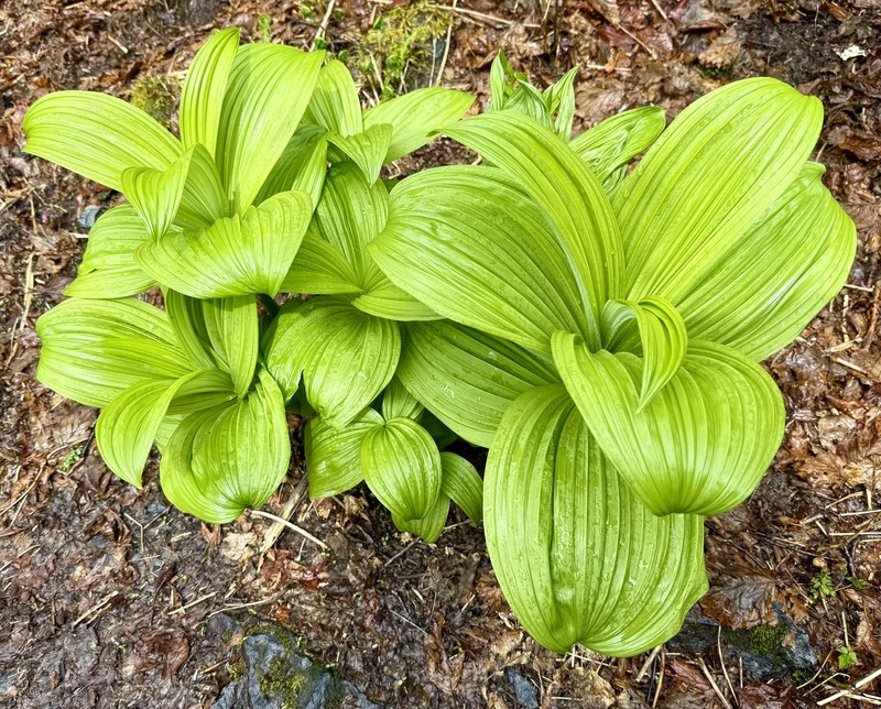 Veratrum viride var. eschscholtzianum photo 2