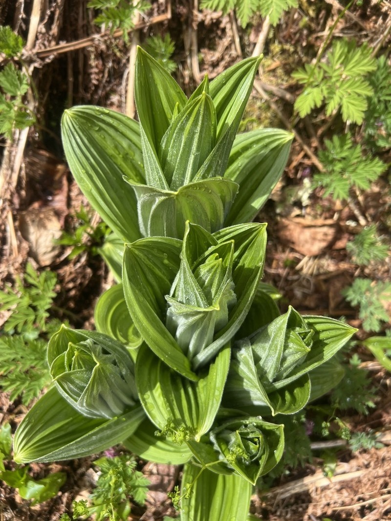 Veratrum viride var. eschscholtzianum photo 3