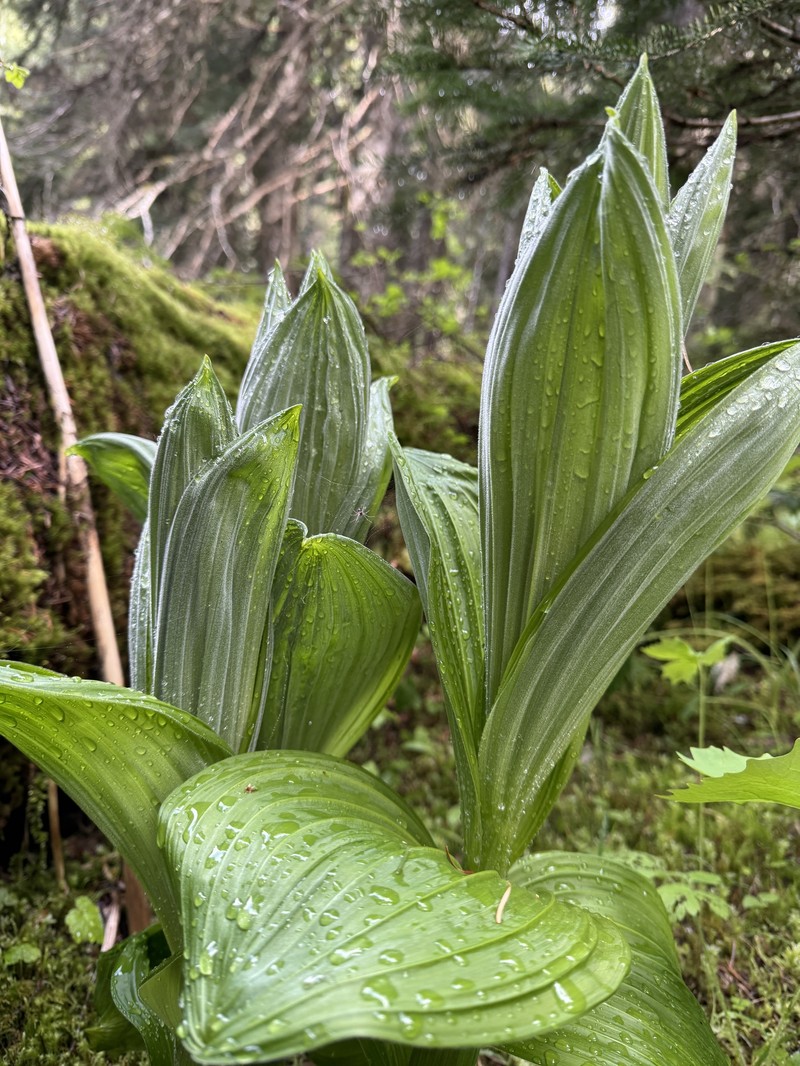 Veratrum viride var. eschscholtzianum photo 4